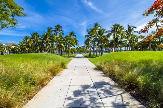 sunny path leading to palmtrees with a blue sky background